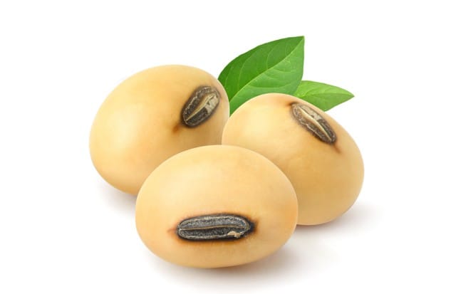 Glycine Soja (Soy Bean) Germ Extract
