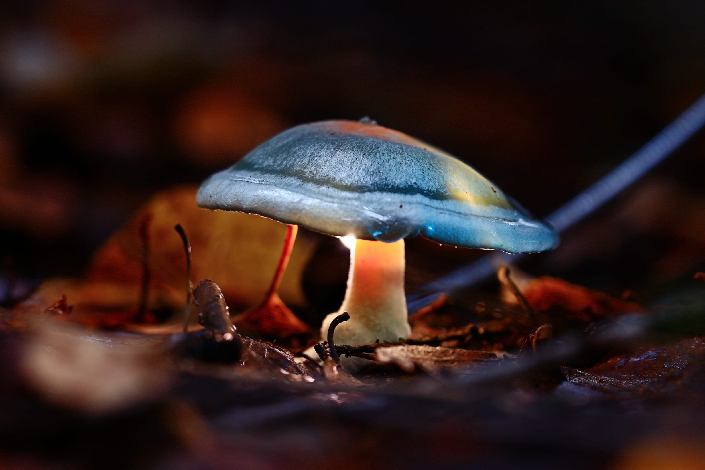 DEFENSIL® SOFT, Aurora Mushroom