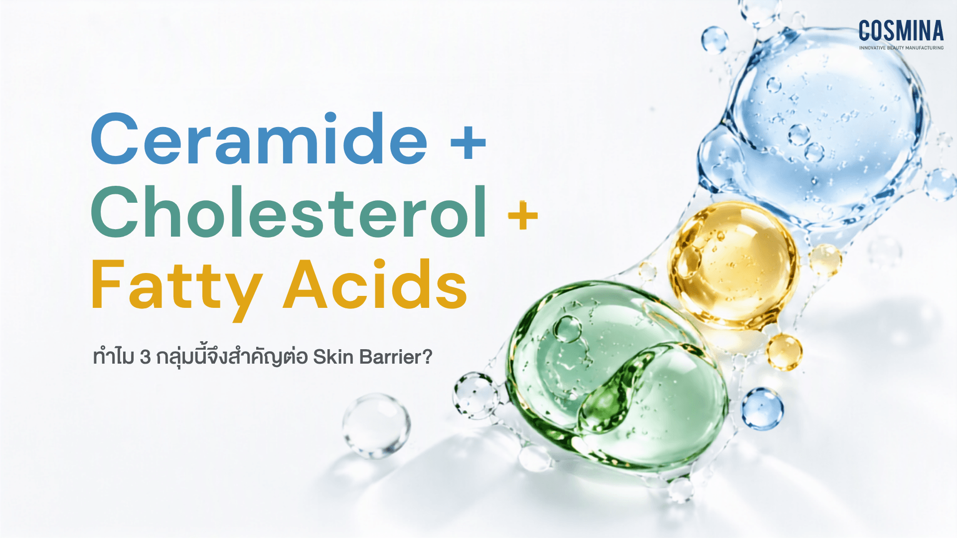Ceramide + Cholesterol + Fatty Acids