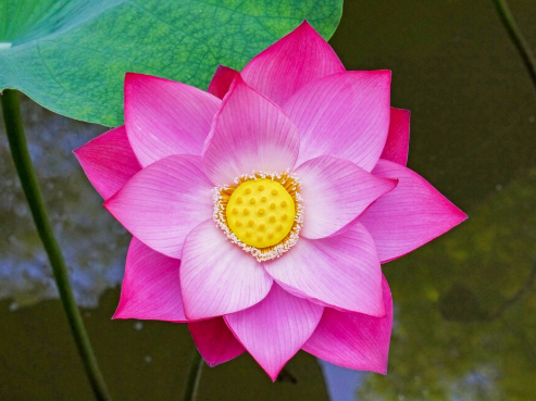 Chalong Kwan Lotus