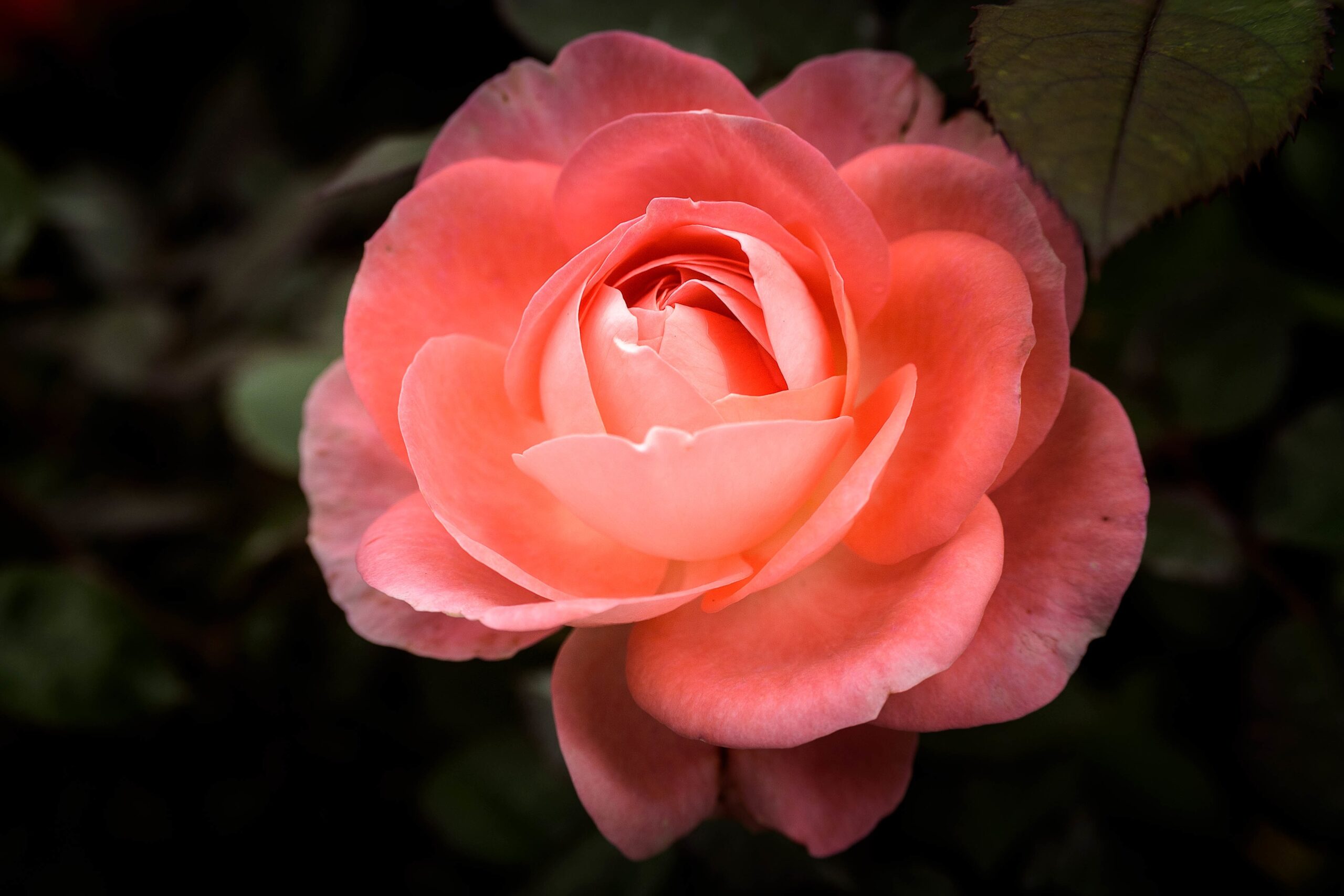 MC-Phyto DNA Rose
