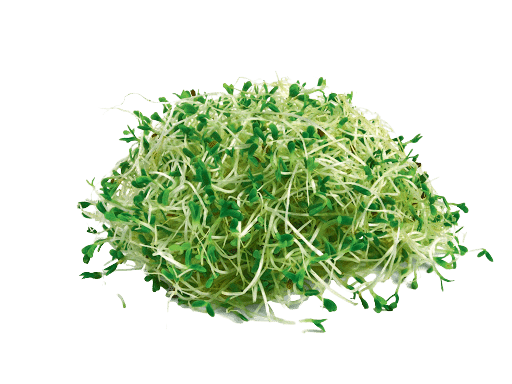 [:th]Alfafa[:]