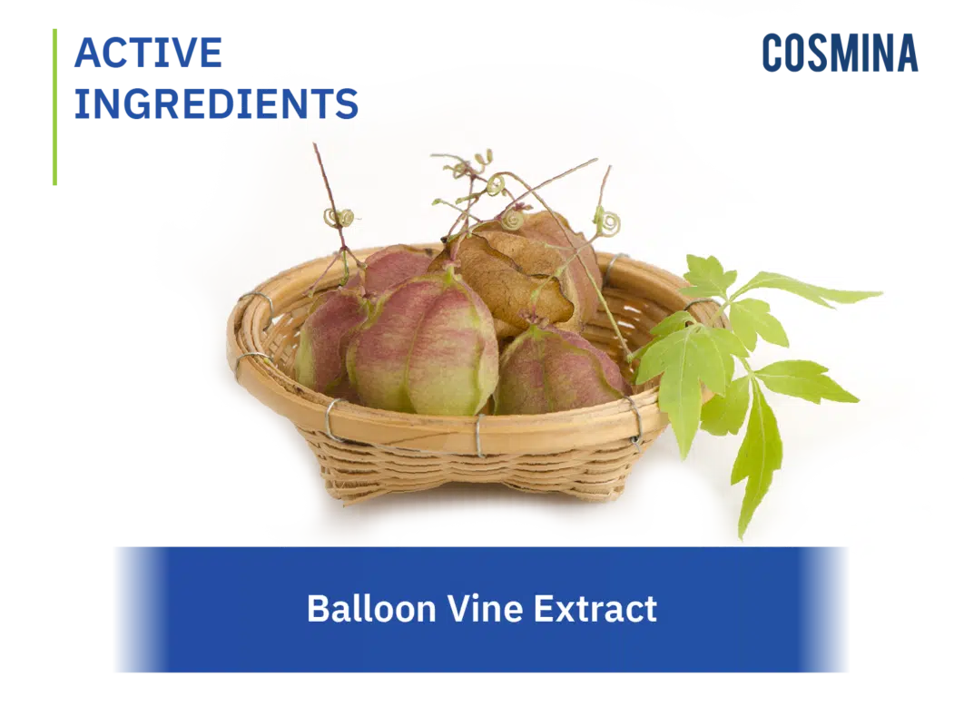 [:th]Ballon Vine Extract[:]