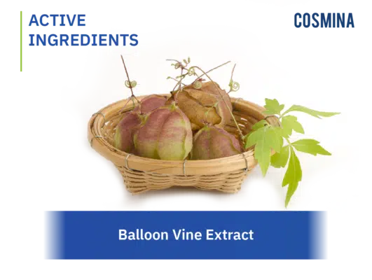 [:th]Ballon Vine Extract[:]