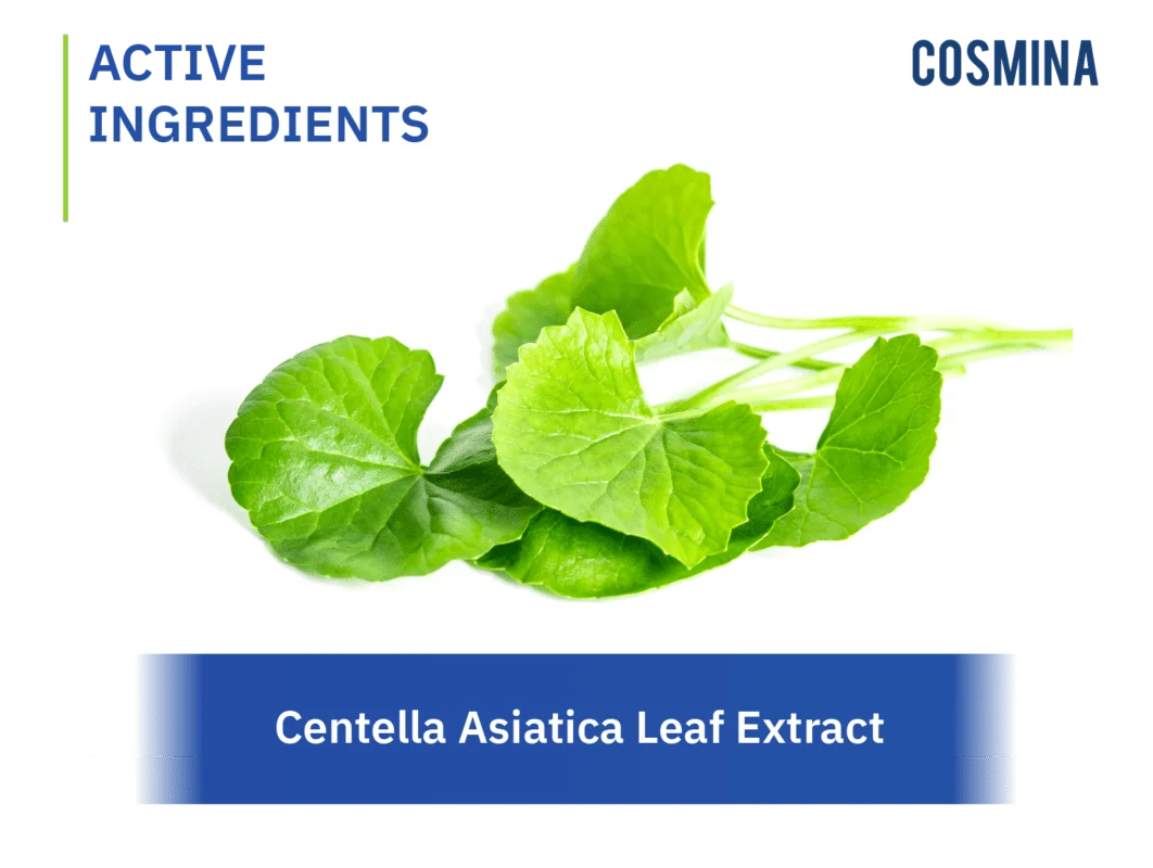 [:en-us]Centella Asiatica Leaf Extract[:]