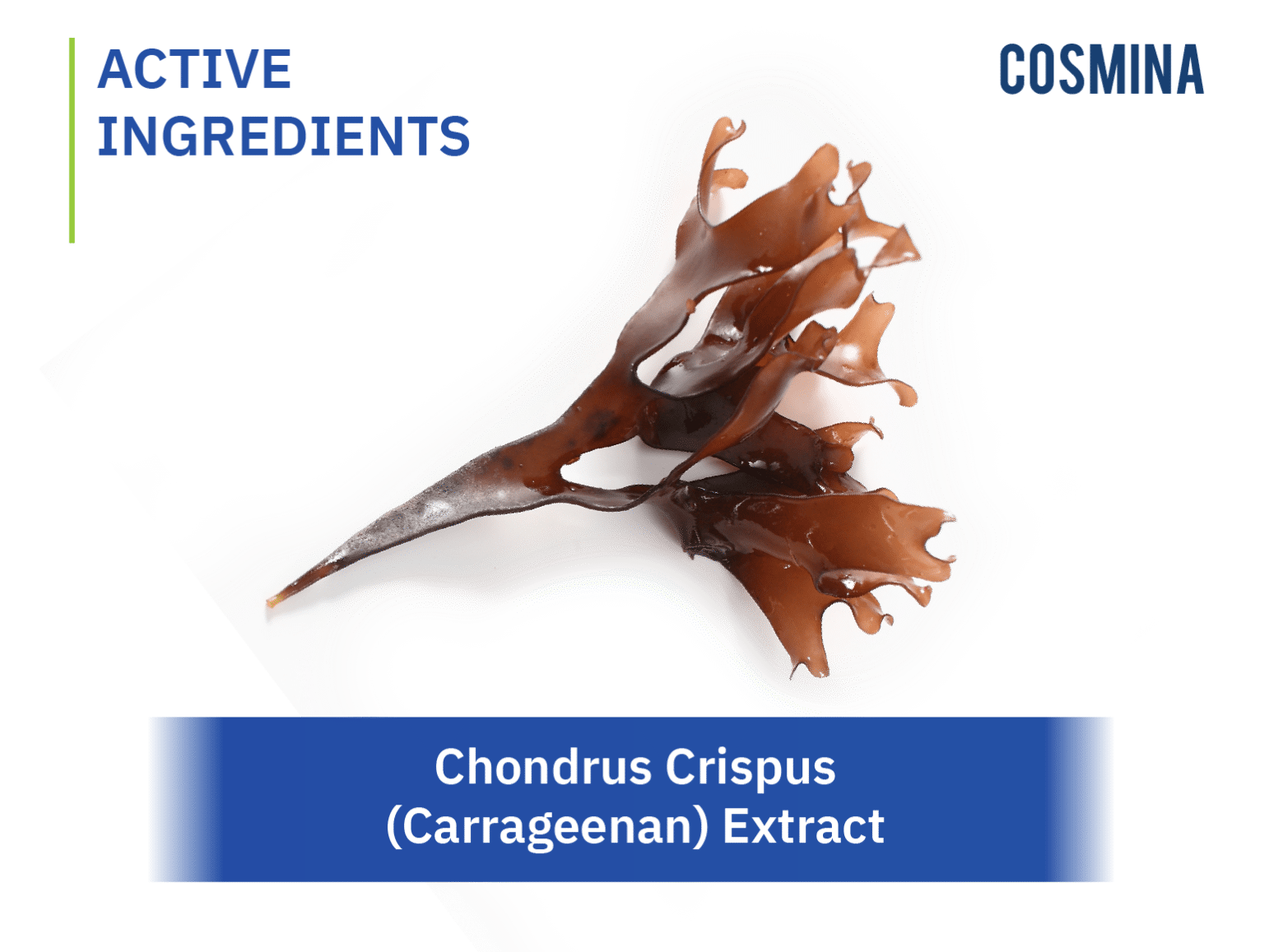 Chondrus Crispus Carrageenan Extract COSMINA