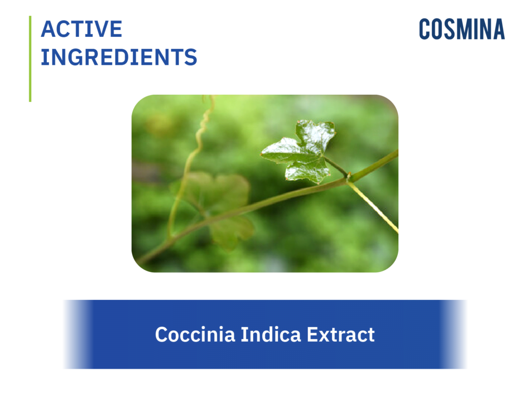 Coccinia Indica Extract COSMINA