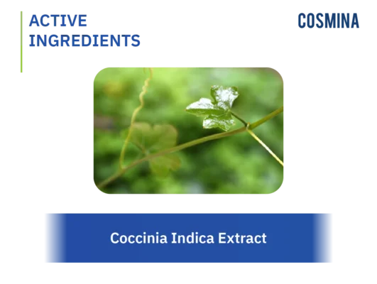 [:th]Coccinia Indica Extract[:]