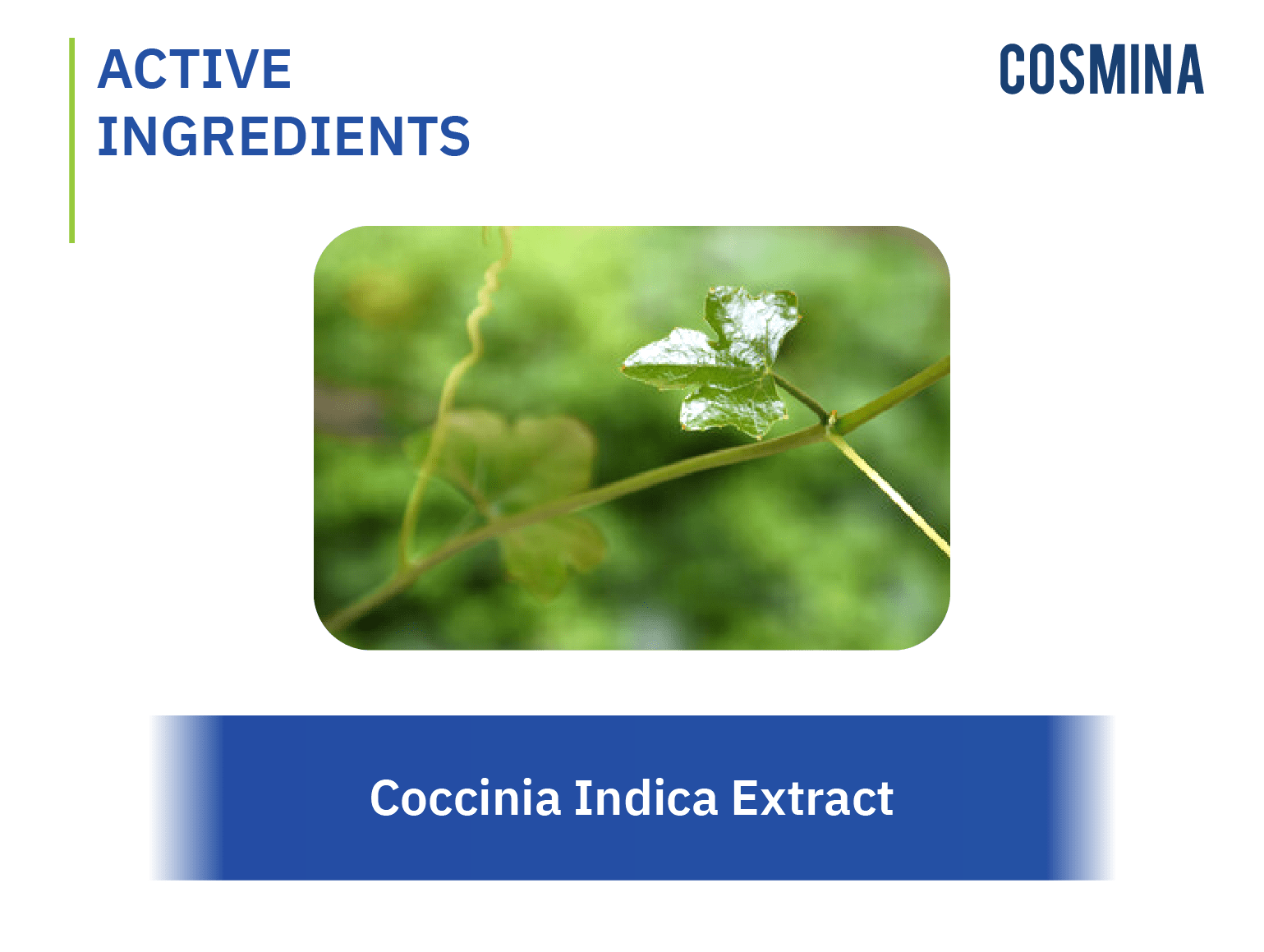 [:th]Coccinia Indica Extract[:]