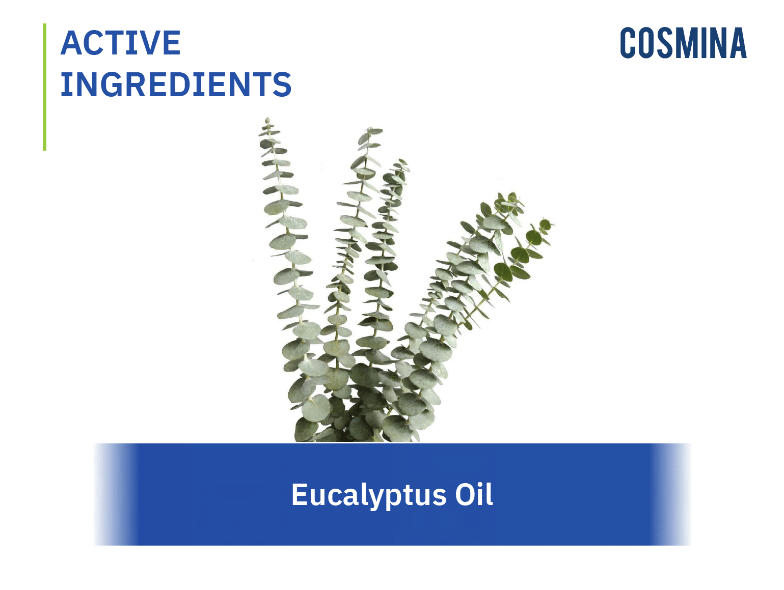 [:en-us]Eucalyptus Oil[:]