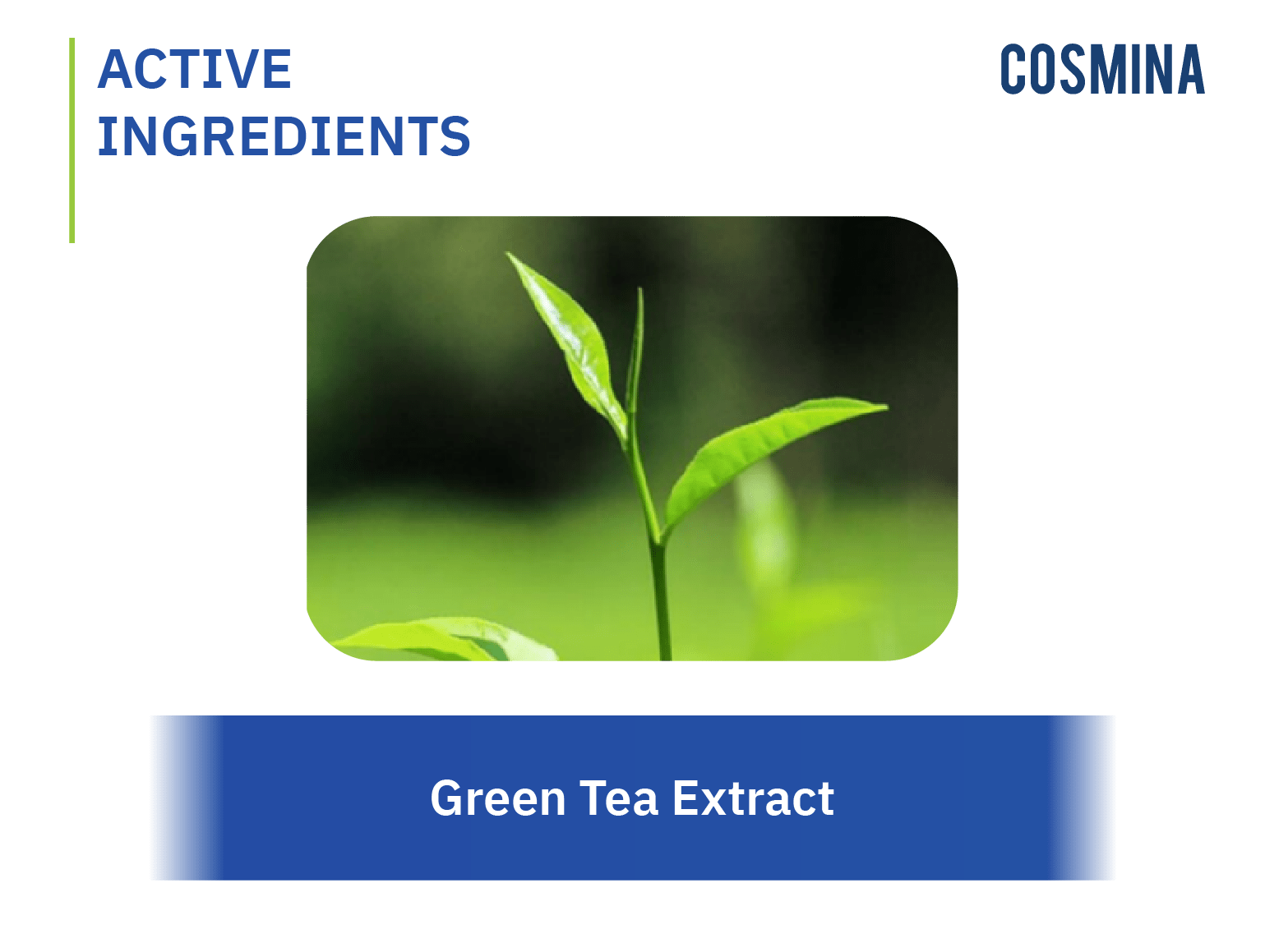 green-tea-extract-cosmina