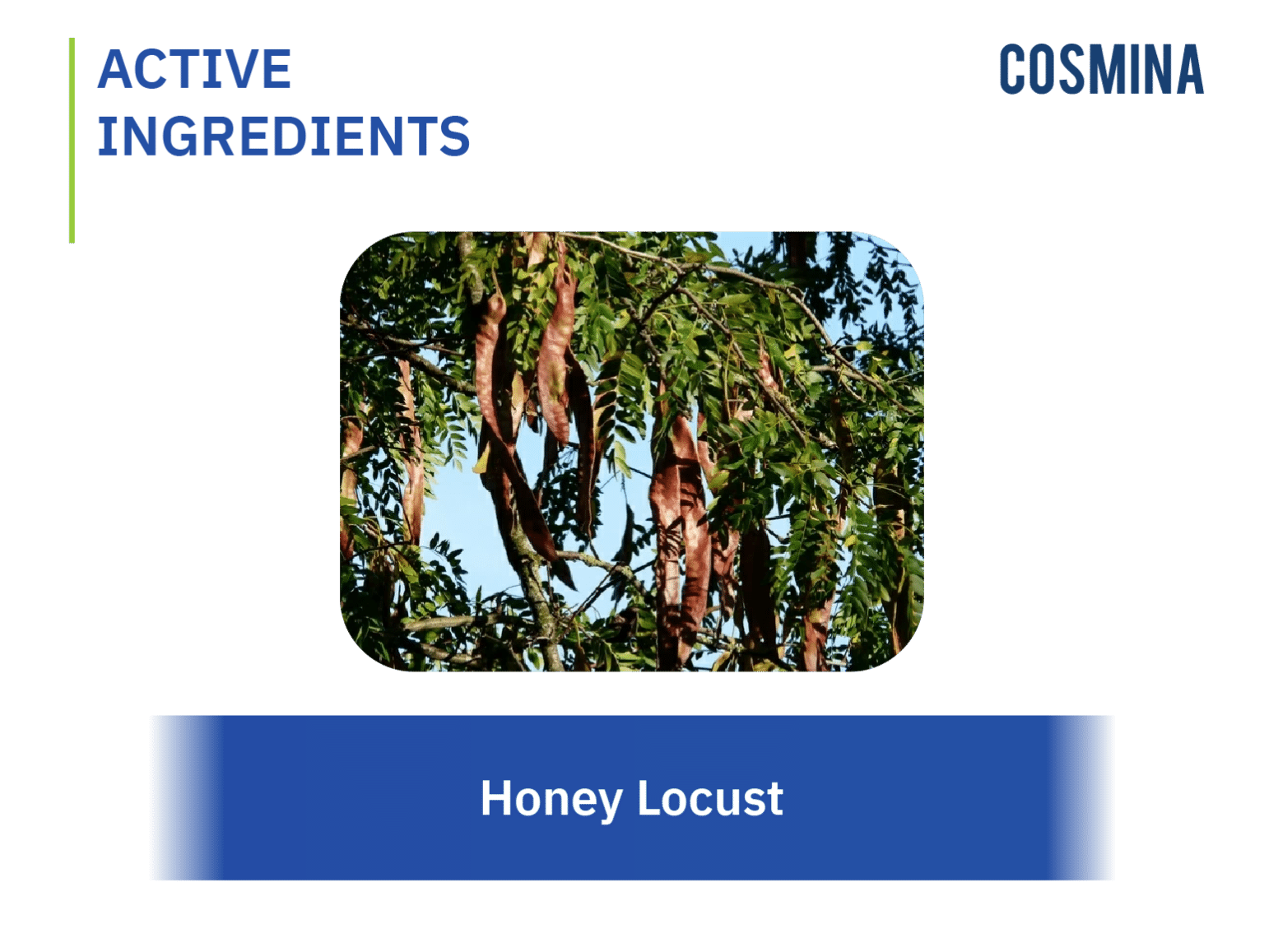 honey-locust-cosmina