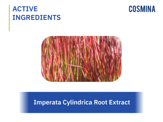 [:th]Imperata Cylindrica Root Extract[:en-us]Imperata Cylindrica Root Extract[:]