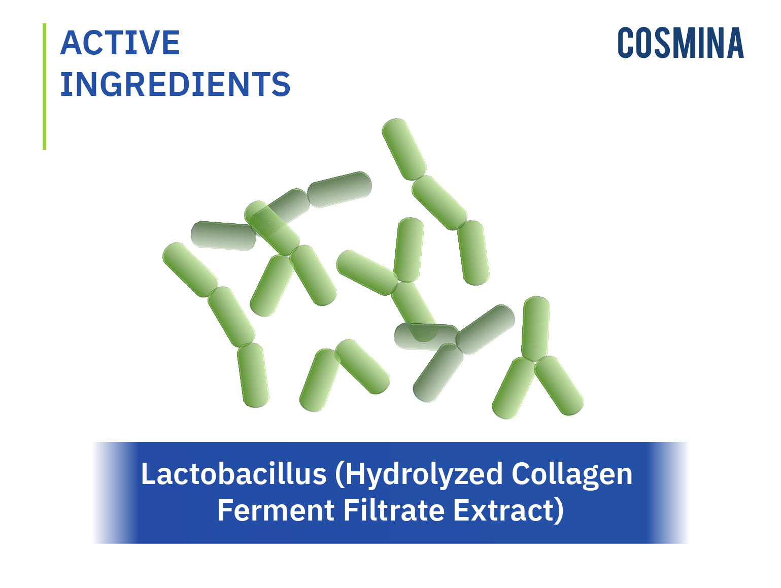 [:th]Lactobacillus (Hydrolyzed Collagen Ferment Filtrate Extract)[:]