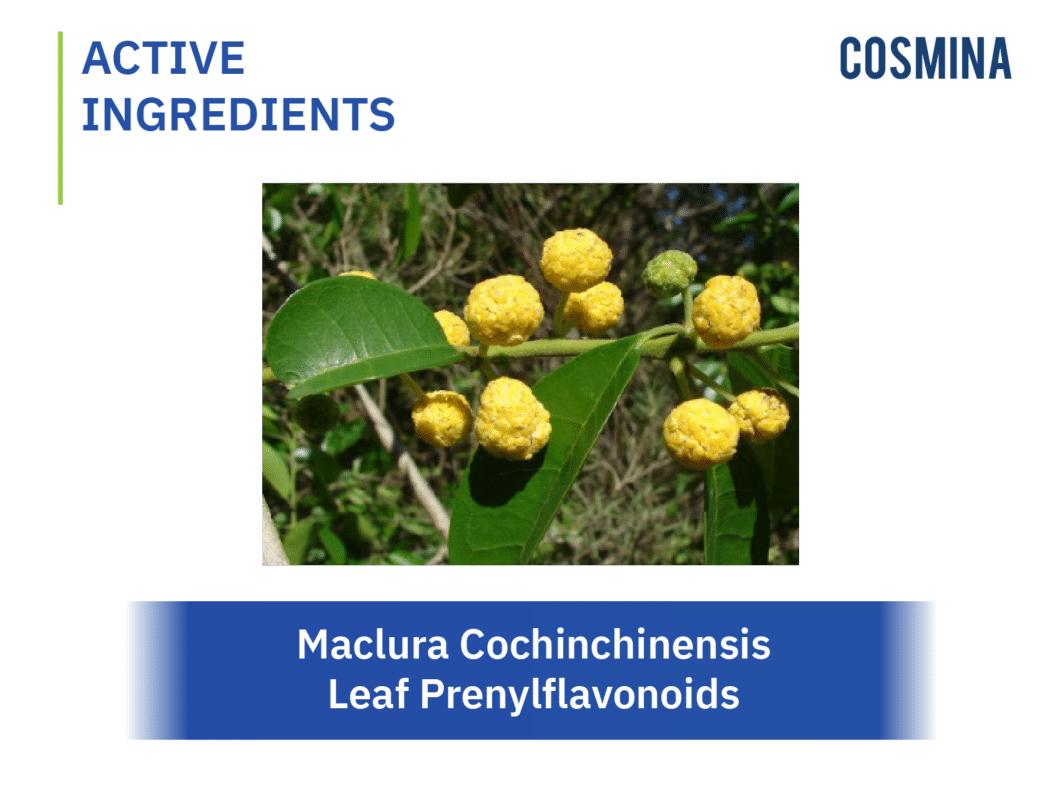 Maclura Cochinchinensis Leaf Prenylflavonoids