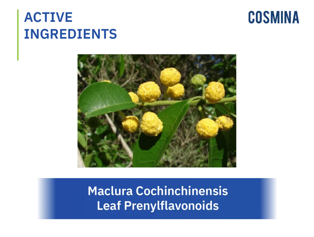 [:th]Maclura Cochinchinensis Leaf Prenylflavonoids[:]