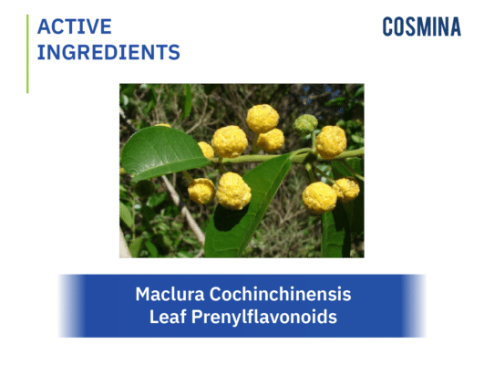 [:th]Maclura Cochinchinensis Leaf Prenylflavonoids[:]