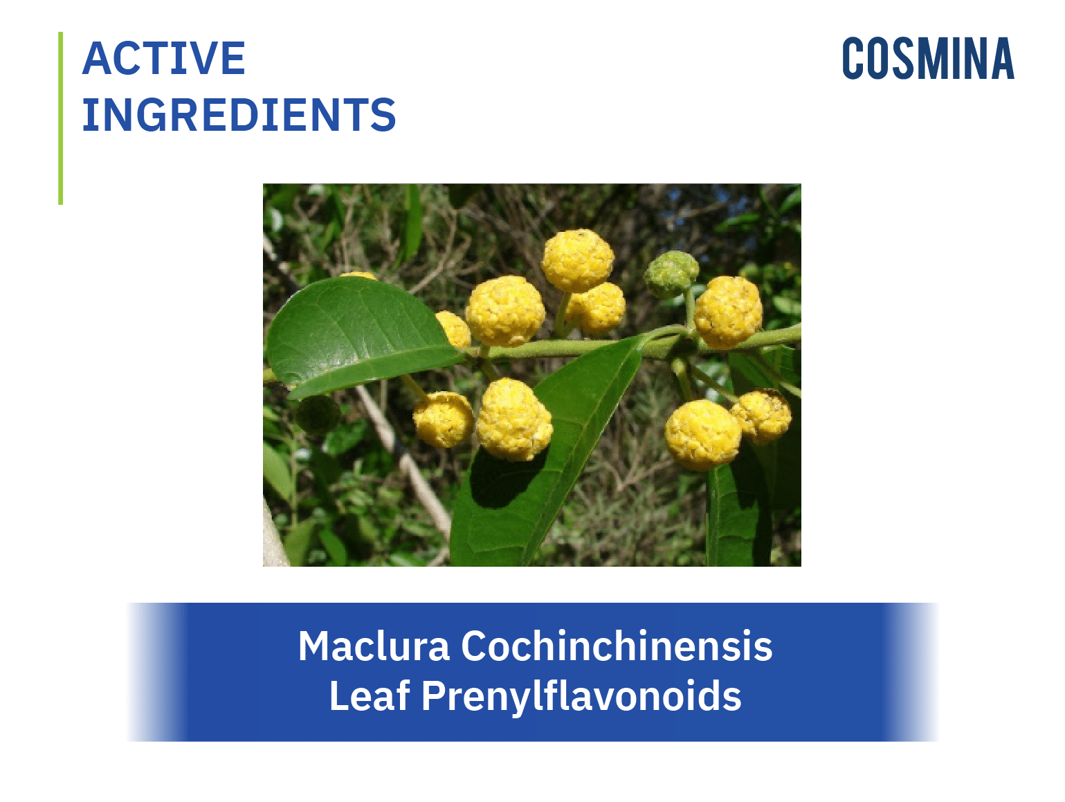 [:th]Maclura Cochinchinensis Leaf Prenylflavonoids[:]