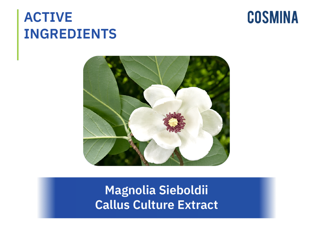 [:th]Magnolia Sieboldii Callus Culture Extract[:]