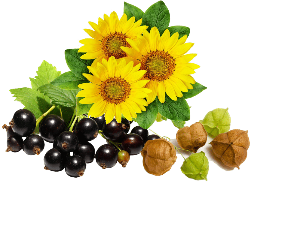 [:en-us]Organic Natural Plants[:]