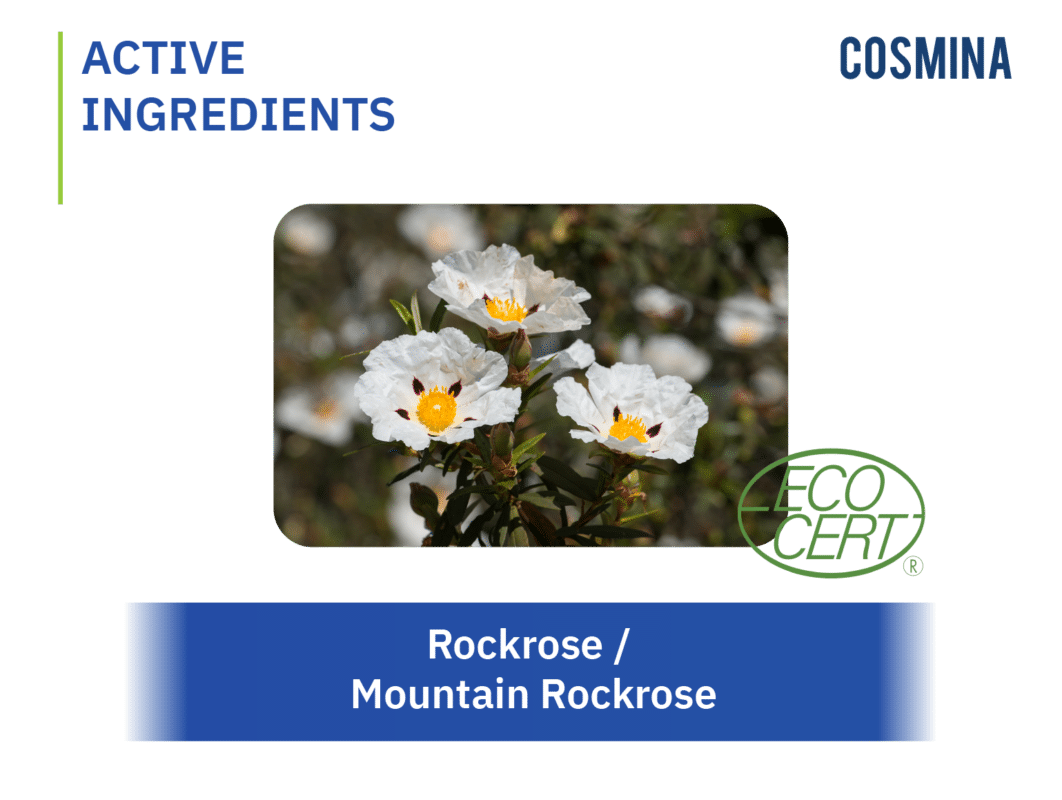 [:th]Mountain Rockrose Extract[:]