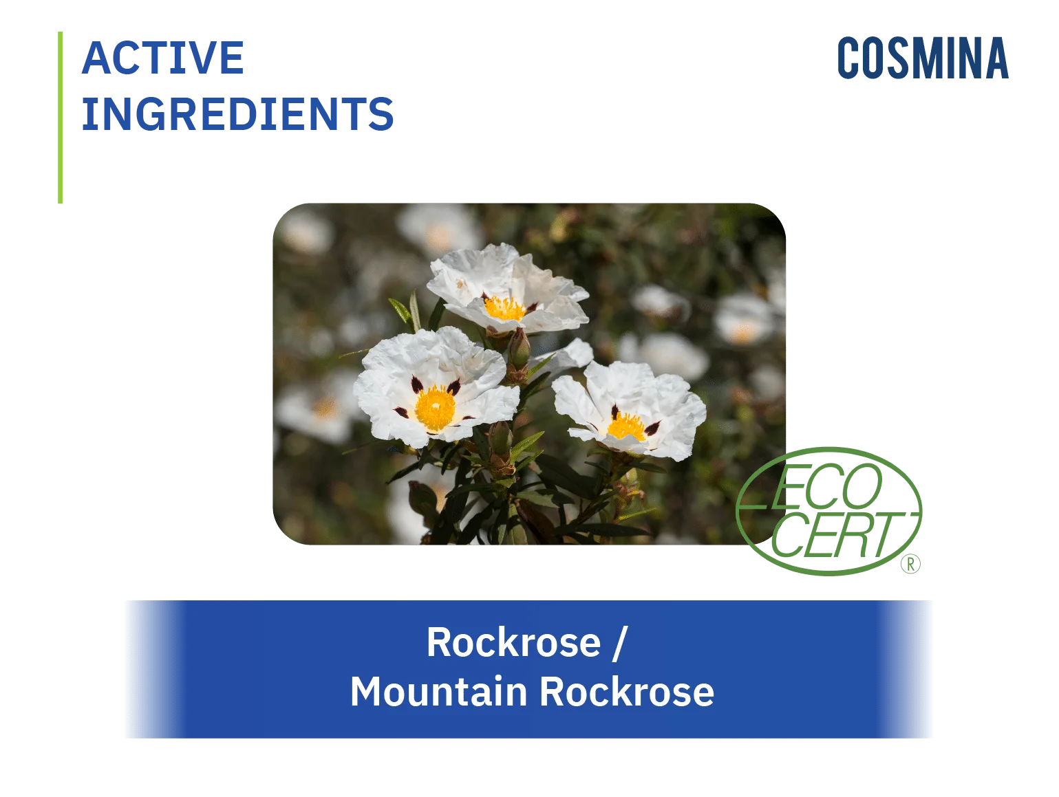 Mountain Rockrose Extract