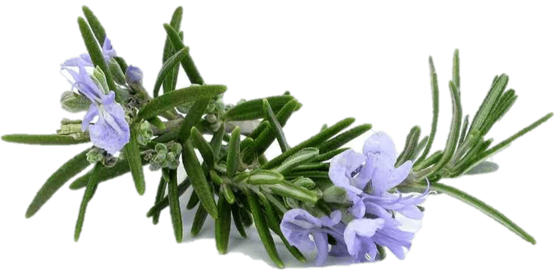 [:th]Rosemary Extract[:]