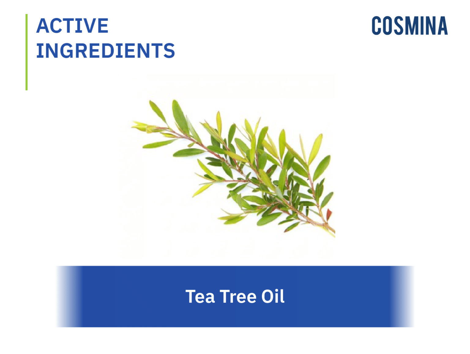 Tea Tree Oil COSMINA