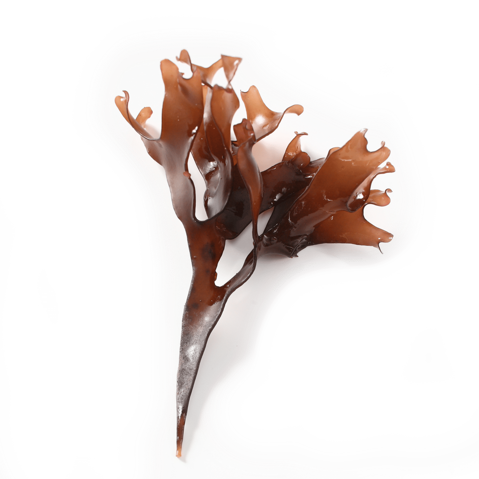 [:en-us]Chondrus Crispus Extract[:]