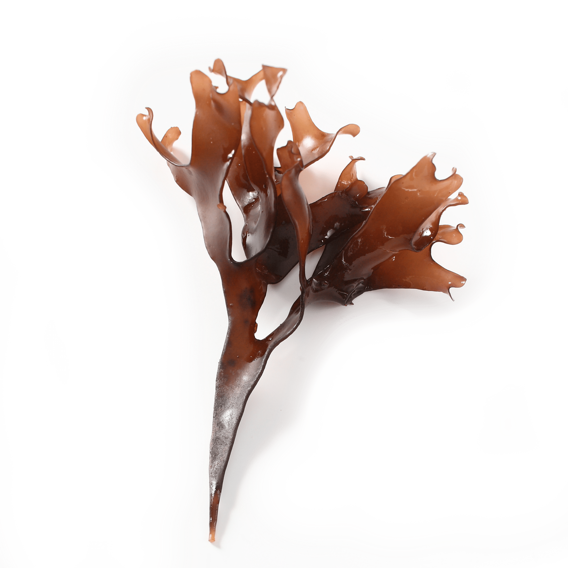 [:en-us]Chondrus Crispus Extract[:]