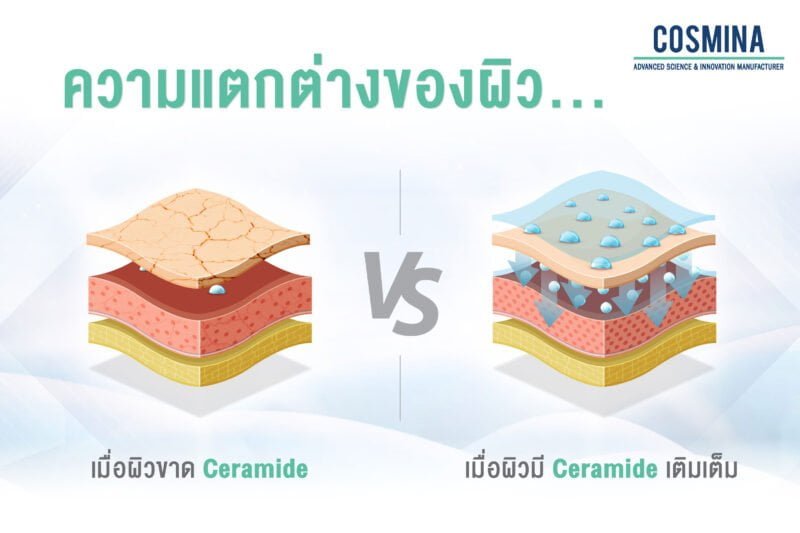 เมื่อขาด Ceramide vs เมื่อผิวมี Ceramide เติมเต็ม